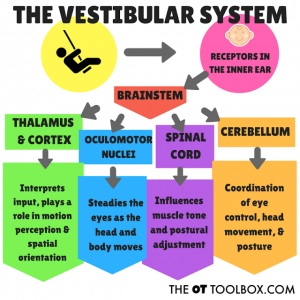 the vestibular system affect on vr sickness